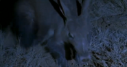 Triumph of Life (2001)