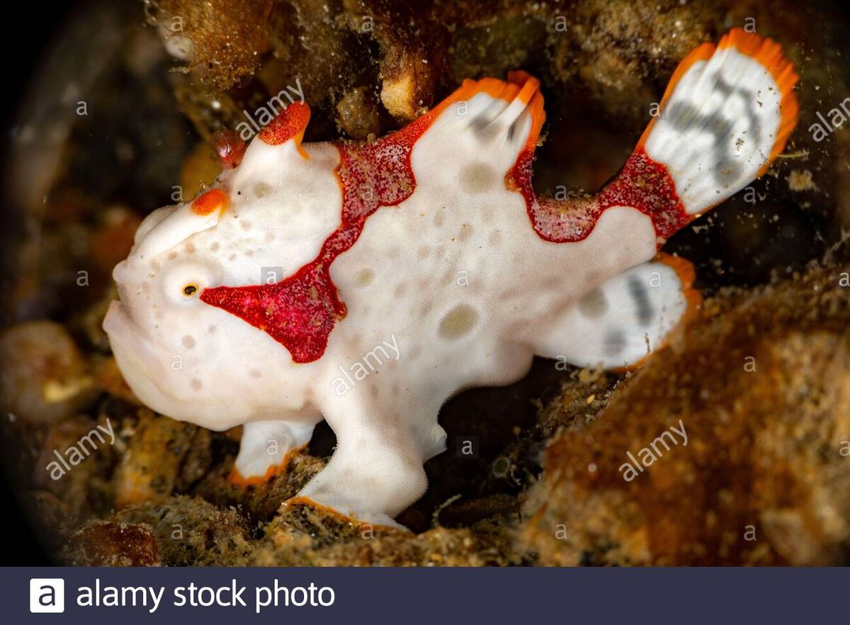 Warty Frogfish | NatureRules1 Wiki | Fandom