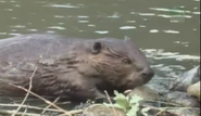 Wildlife on One (1977-2005)
