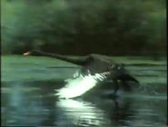 Australia's Improbable Animals (1987)