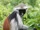 Zanzibar Red Colobus