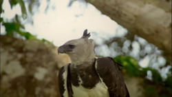 The welcoming gaze of the mother Harpy Eagle, the greatest powerhouse  amongst the surviving eagles. : r/natureismetal