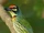 Coppersmith Barbet