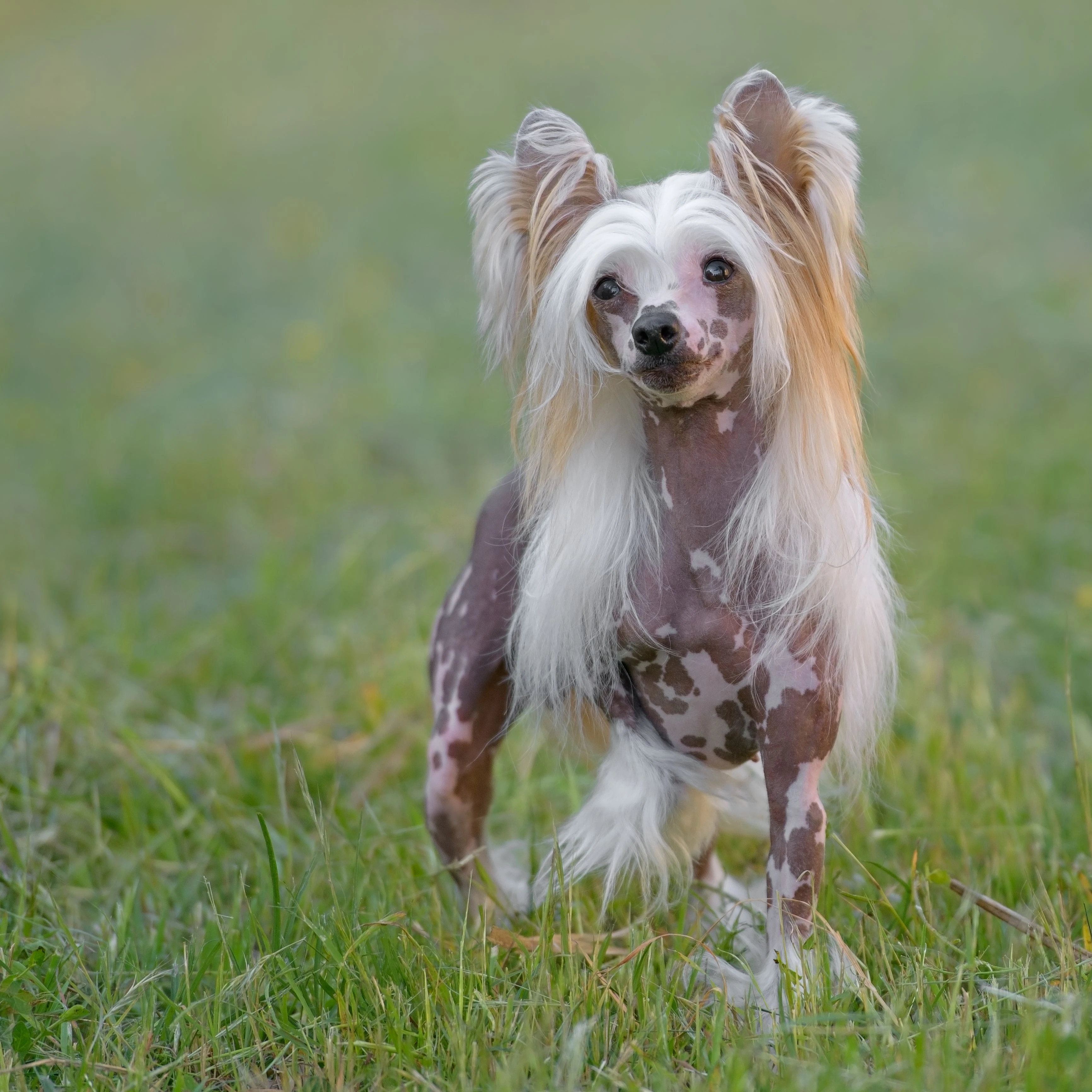 Hairless Dog Breeds: Unique Companions for Allergy Sufferers