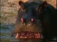 Really Wild Animals (1993-1998)