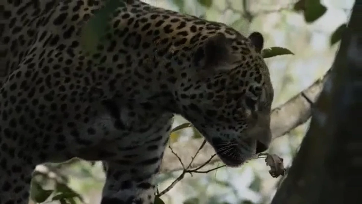 Madagascar 3: Europe's Most Wanted | NatureRules1 Wiki | Fandom