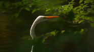 Wild Tokyo (2020)