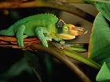 Jackson's Chameleon
