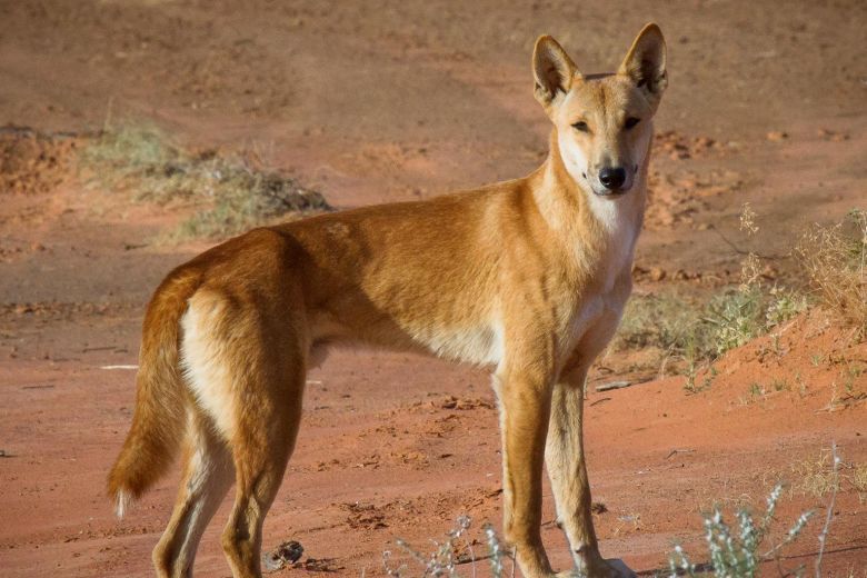 Dingo | NatureRules1 Wiki | Fandom