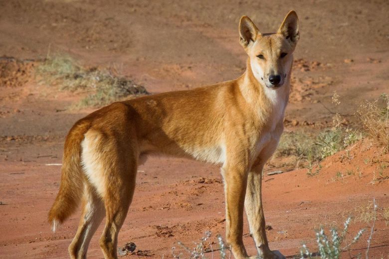 where can you find dingoes in australia