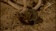 Infested! (2011-2013)