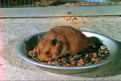 Campbell's Dwarf Hamster, NatureRules1 Wiki