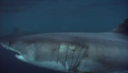 Oceans (2008)