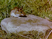 Perri (1957)