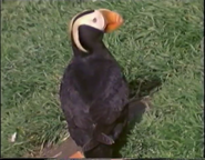 Poles Apart (1979)