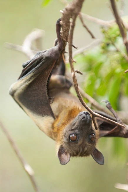 Straw-coloured Fruit Bat | NatureRules1 Wiki | Fandom