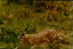 Caracal | NatureRules1 Wiki | Fandom