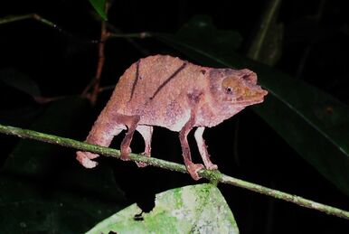ニッタンプロフ確認　Chameleons of Africa ニッタンプロフ確認 Chameleons of Africa Chameleons of Africa