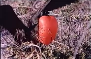 Under the Caribbean (1954)