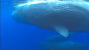 Underwater Trip (2007)