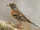 Brambling