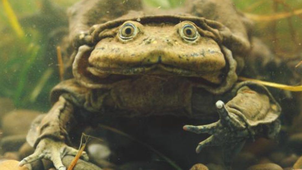 Titicaca Frog, NatureRules1 Wiki