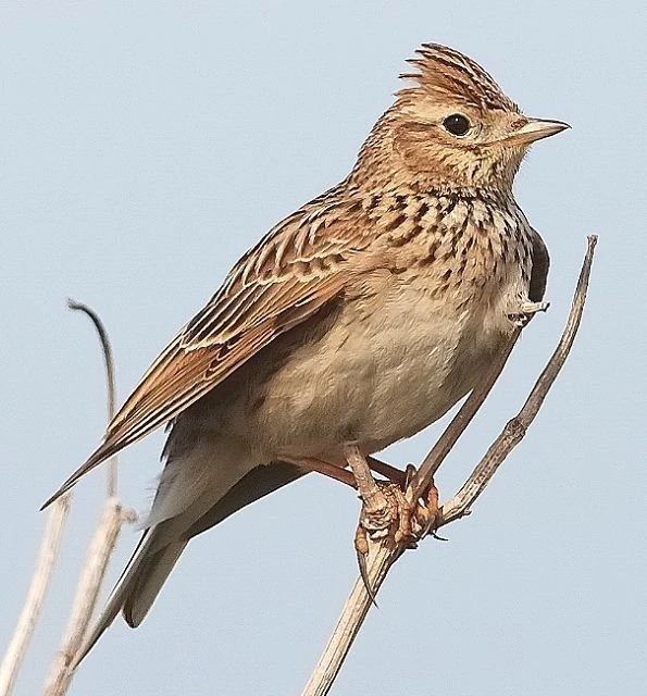 Eurasian Skylark | NatureRules1 Wiki | Fandom