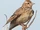 Eurasian Skylark