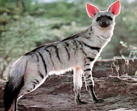Aardwolf orig