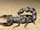 Arabian Fat-tailed Scorpion