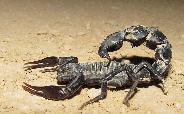 Arabian Fat-tailed Scorpion | NatureRules1 Wiki | Fandom