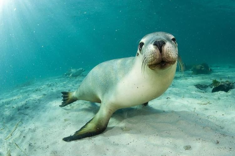 Australian Sea Lion | NatureRules1 Wiki | Fandom