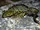 Marbled Newt