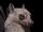 Egyptian Fruit Bat