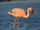 Lesser Flamingo