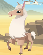 Animal Jam (2010)