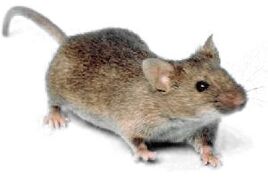 Mouse white background