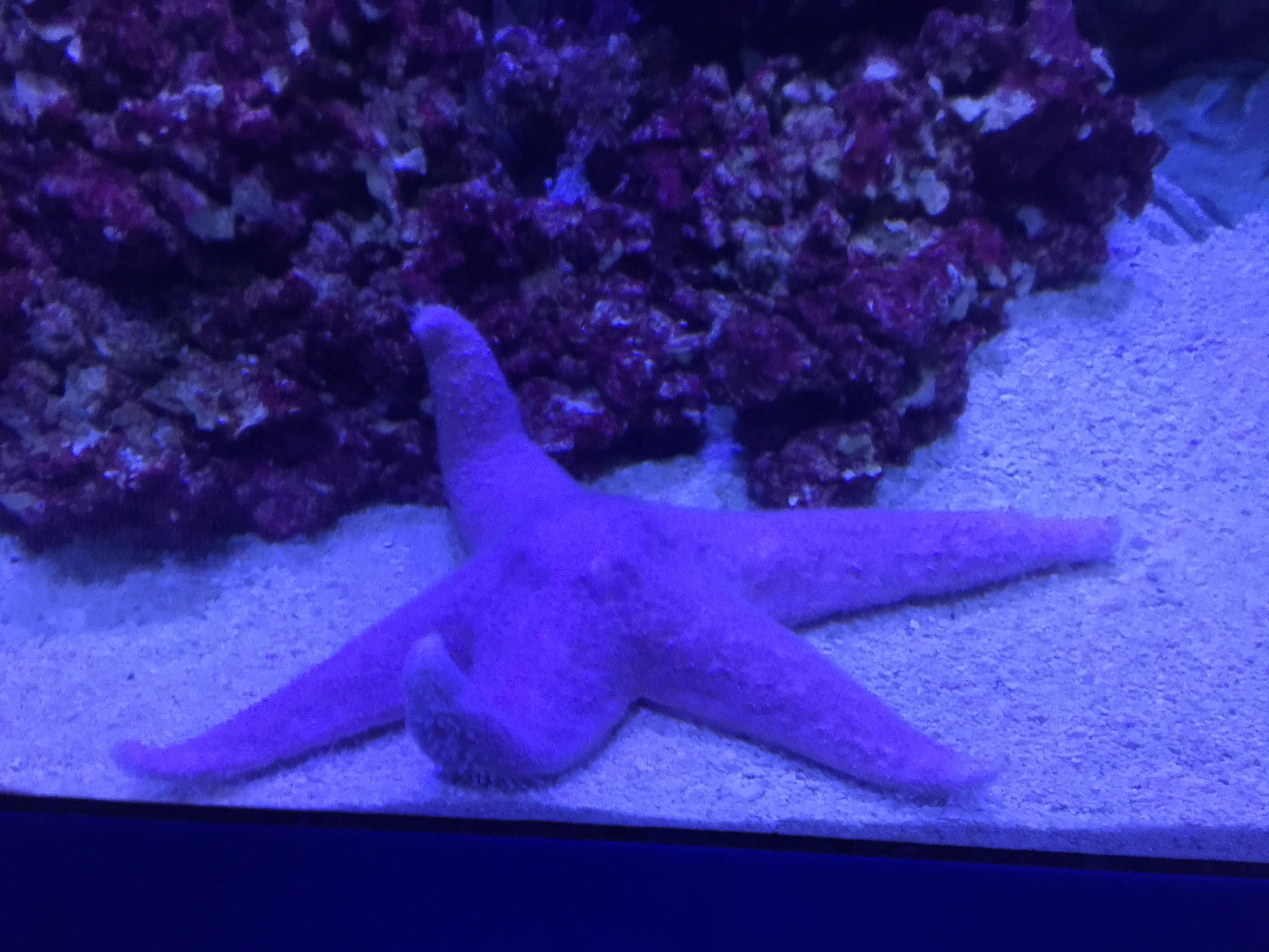 pink starfish