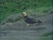 The Living Edens (1997-2003)