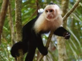 Panamanian White-headed Capuchin