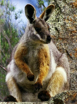 Black-flanked Rock Wallaby, NatureRules1 Wiki