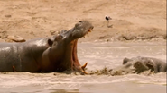 Africa's Deadliest (2011)