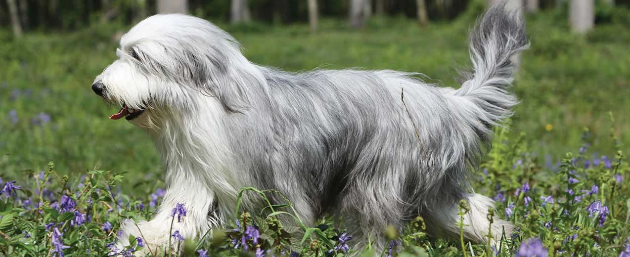 Bearded Collie Naturerules1 Wiki Fandom