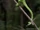 Indian Chameleon