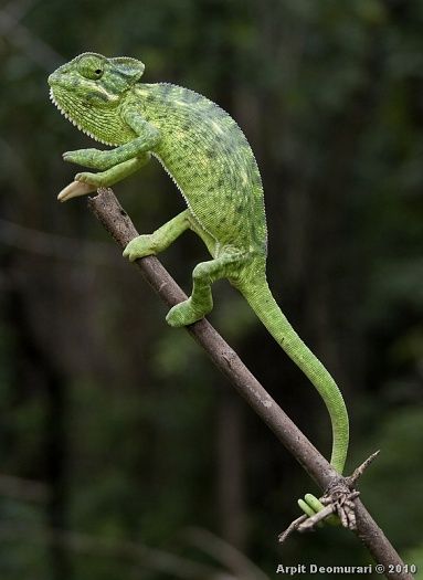 Indian Chameleon | NatureRules1 Wiki | Fandom