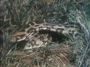 Indian Python | NatureRules1 Wiki | Fandom