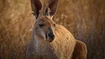 Red Kangaroo