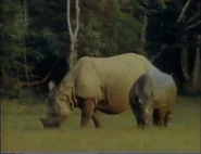 Elephant's Eye View (1986)