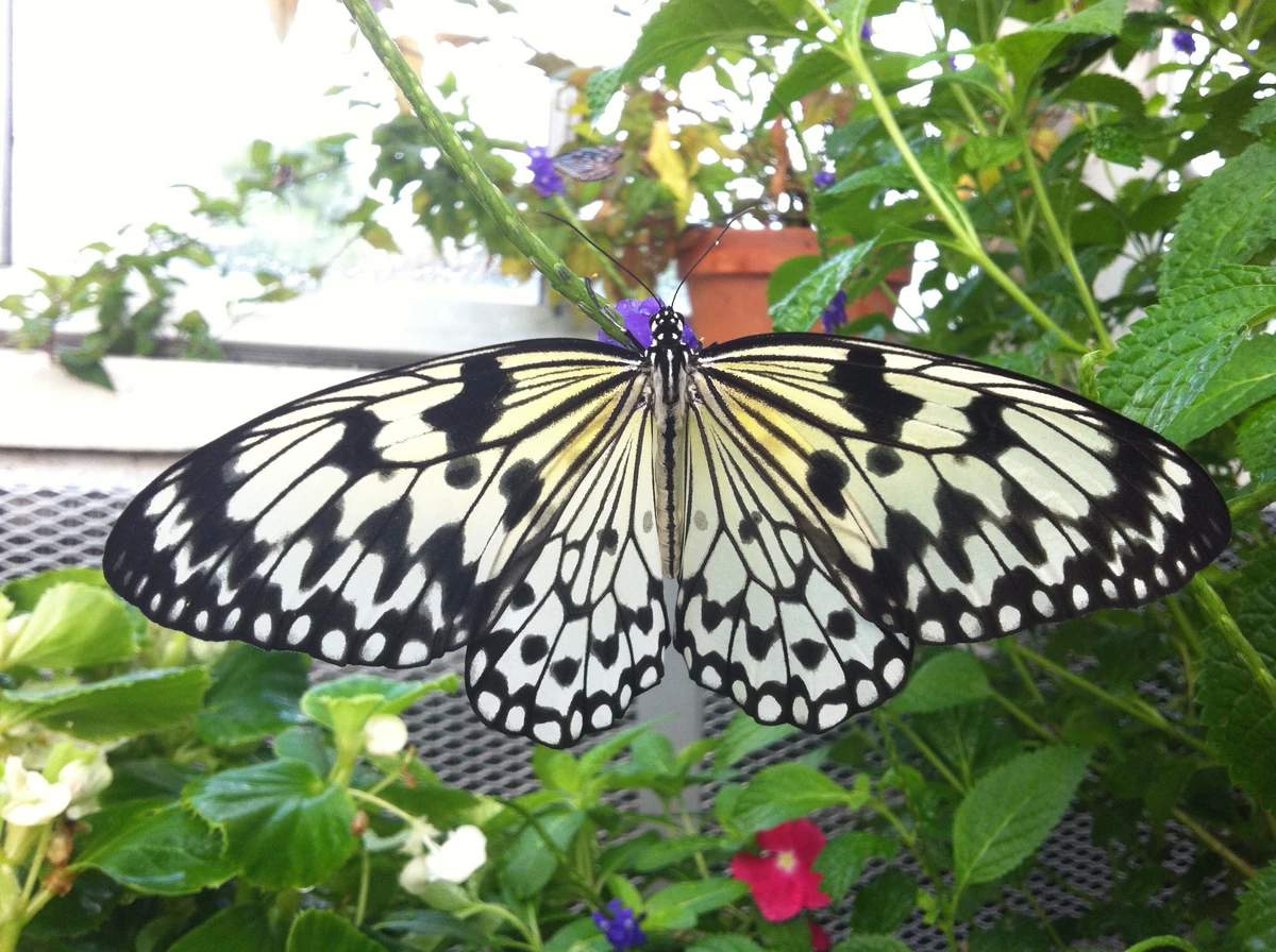 Paper Kite Butterfly NatureRules1 Wiki Fandom