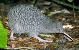 Kiwi, Great Spotted